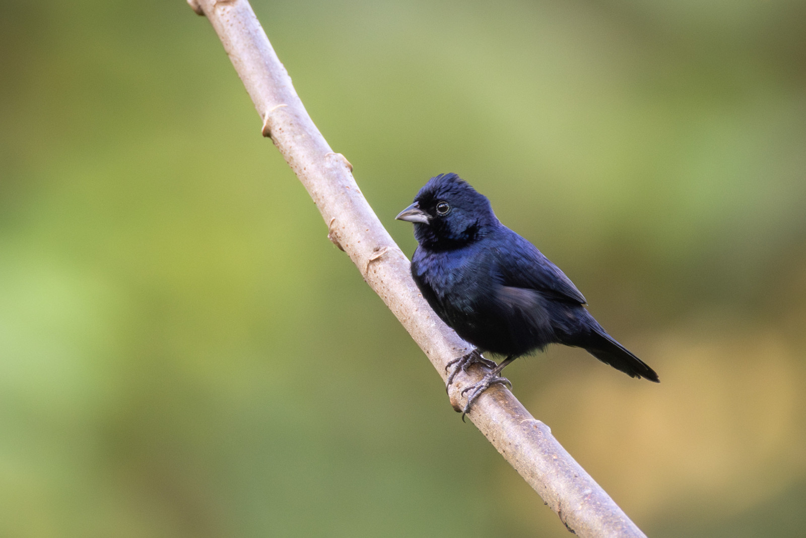 image Blue-black Grassquit